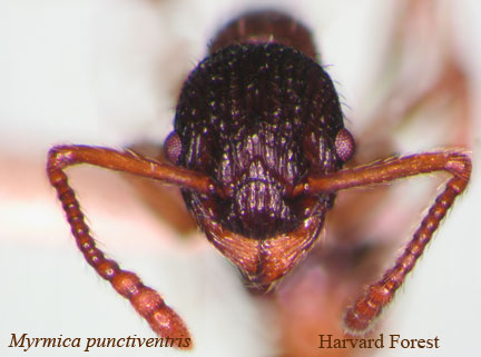 Myrmica punctiventris﻿