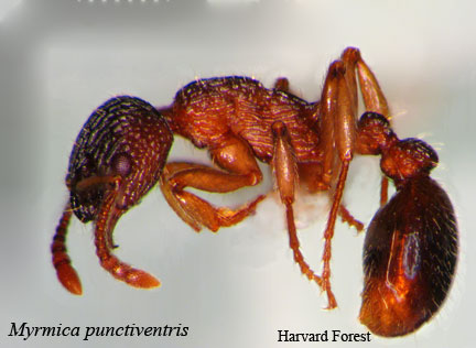 Myrmica punctiventris﻿