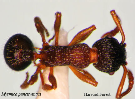 Myrmica punctiventris﻿