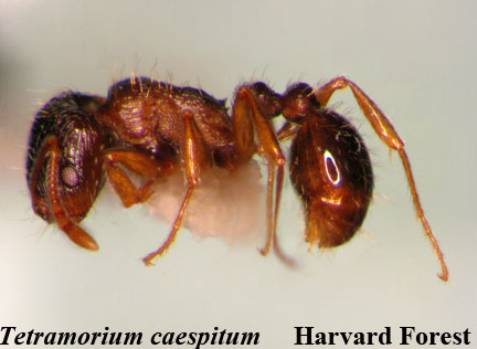 Tetramorium caespitum