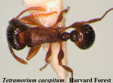 Tetramorium caespitum