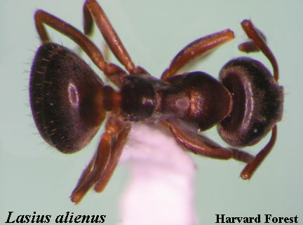 Lasius alienus