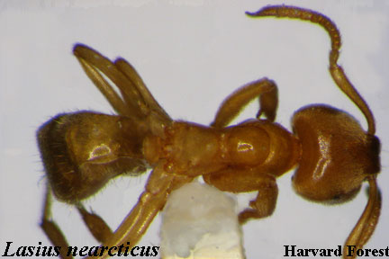 Lasius neacticus