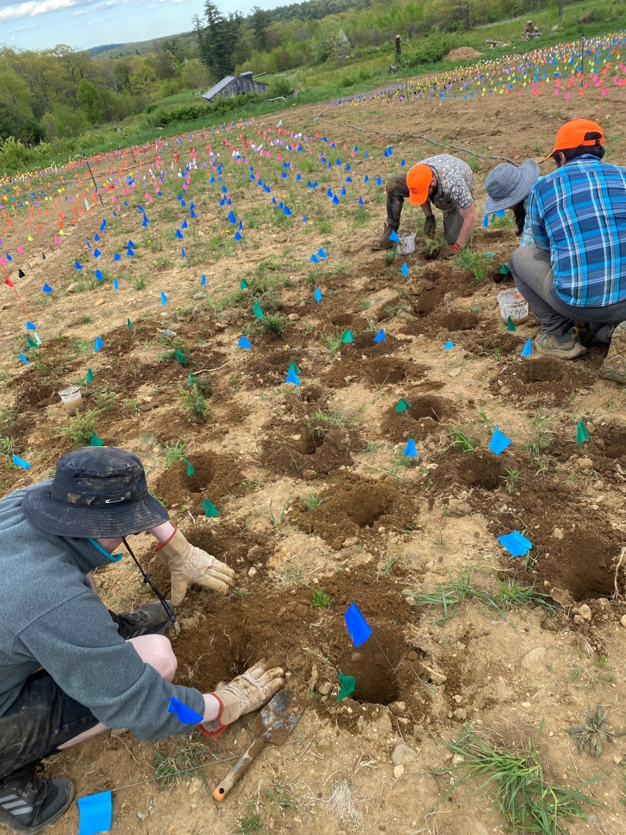 [<i></i> Image shows members of Cavender Bares' team installing plots </i>]