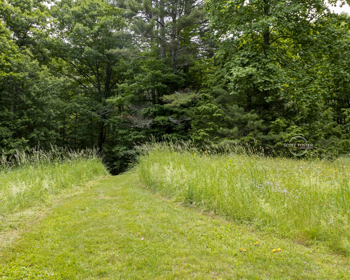 Image shows the Manchage Manexit trail at Harvard Forest. Photo by Scott Foster (Nipmuc).