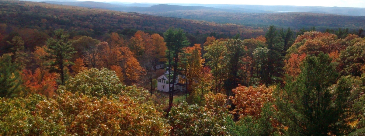 Image shows differing foliage hues of red oak during fall senescence.