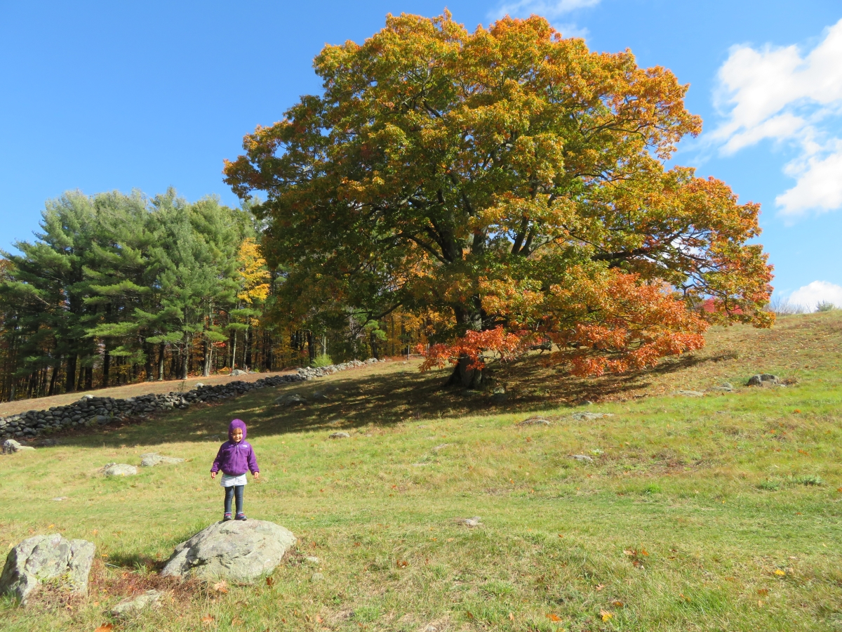 Image shows a child standing on a rock in front of a large oak tree with showy fall colors.