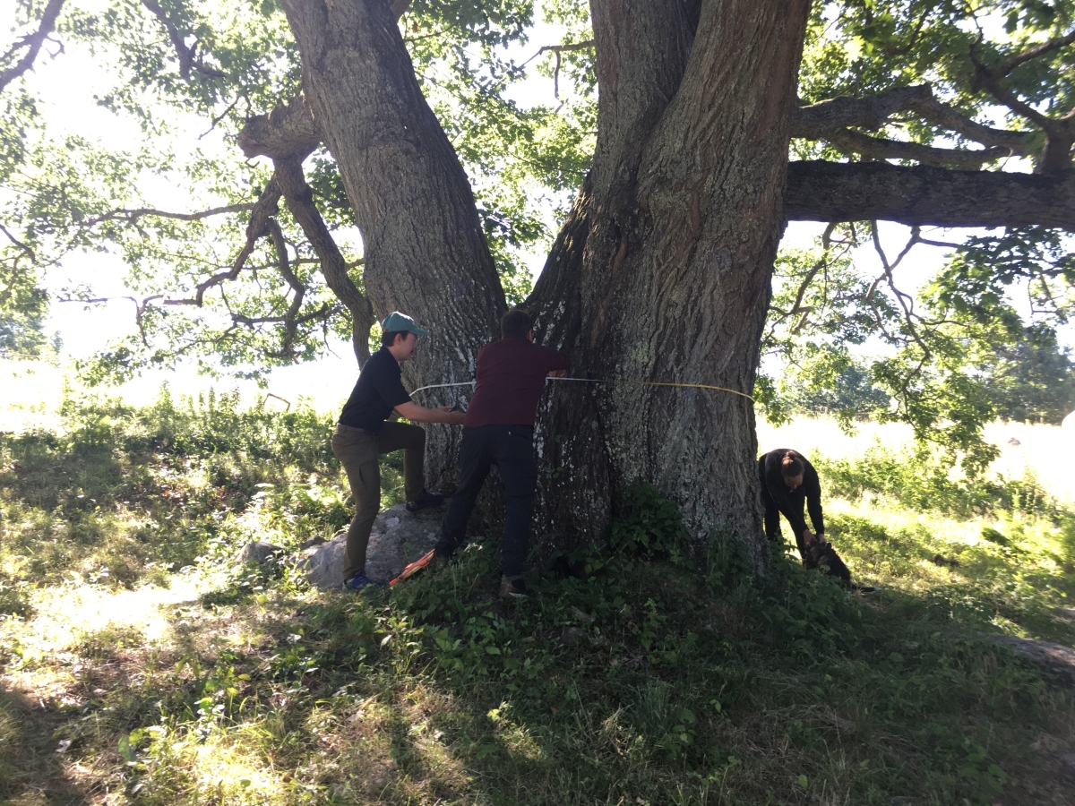 Image shows members of the Schaaf Lab and the BBC filming crew measuring the circumference of the triple oak. By Clarisse Hart.