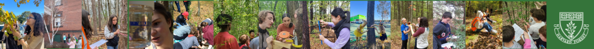 Image shows a collage of very small Schoolyard Ecology pictures