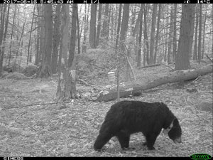 [Female Collared Bear]