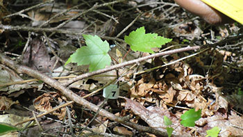 [The majority of trees we measure are no larger than this small seedling. Photo shows tags used to track individual growth over time. Photo by Jill Fusco]