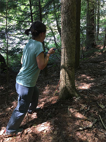 [Learning how to core trees. Photo by Neil Pederson]