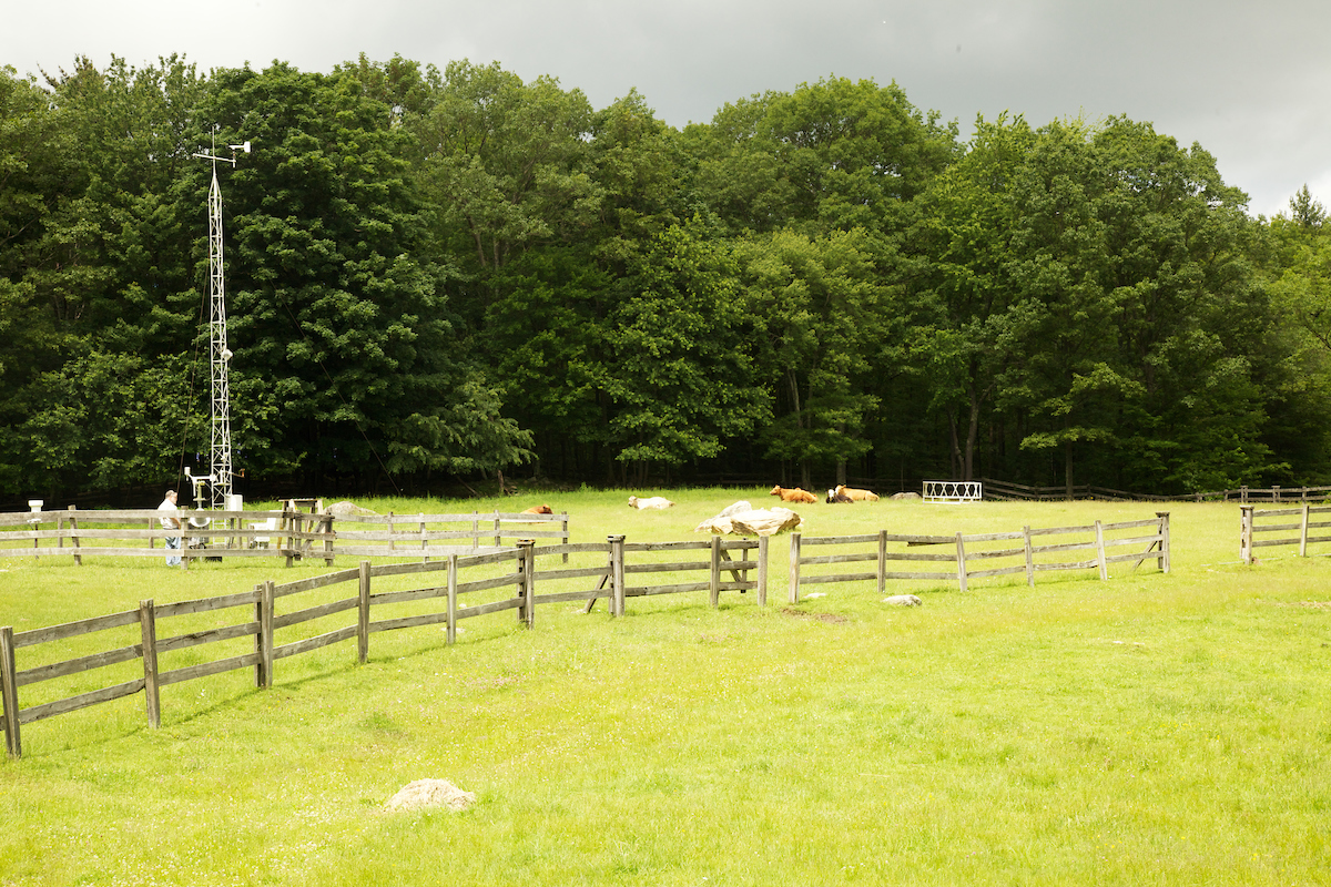 Photo shows meteorological tower with cows nearby