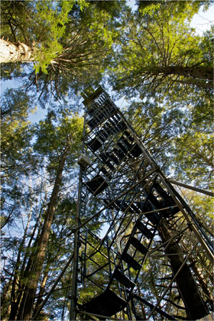 Harvard Forest Hemlock Tower