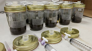 [Incubation jars in the 24C treatment. Photo by States Labrum]