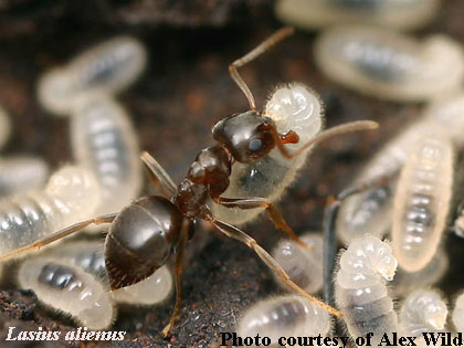 [Tending larvae]