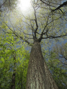 The Witness tree