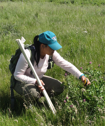 [Marking the coordinates of Trifolium pratense. Photo credit: Jill Fusco]