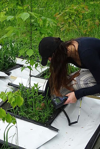 [Measuing the soil moisture around one of our  saplings in Lyford garden.  Photo by Sarah Plisinksi.]