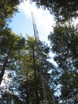 [Hemlock Flux Tower View]