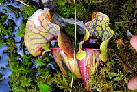 [Pitcher Plant]