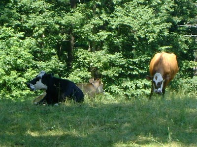 [Cows! You've returned!]