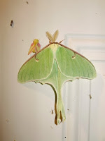 [A Luna Moth.]