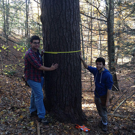 Measuring Trees