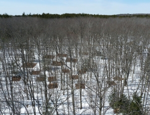 Soil warming plots