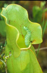 Sarcenia with Quaker Moth