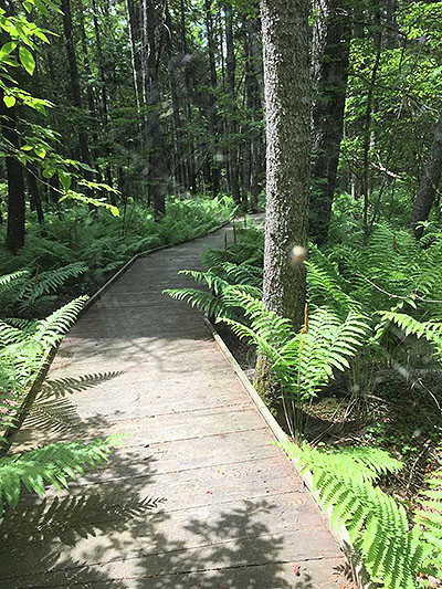 [A trail in Harvard Forest]