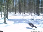 [Wild Turkey]