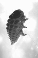 Hemlock Wooly Adelgid Lateral Portrait