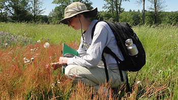 [Alina determining abundance of sheep's sorrel in an observational plot. Photo by Jill Fusco]