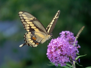 giant swallowtail