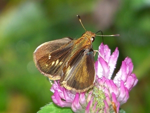 zabulon skipper