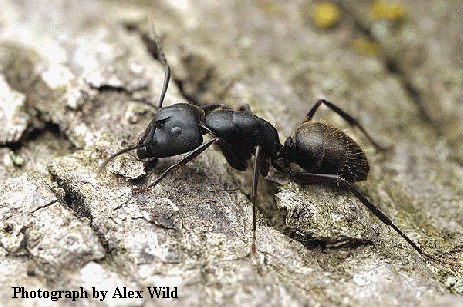 Camponotus pennsylvanicus