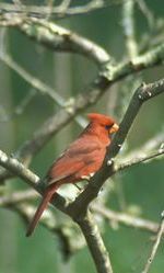 Cardinal