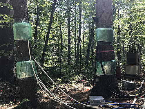 [A few of the trees we are "chilling" to near-freezing temperatures. For science.]