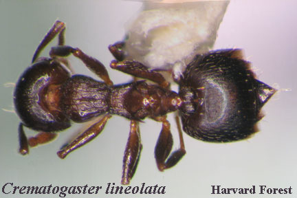 Crematogaster lineolata