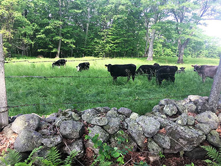 [The Harvard Forest Cows]