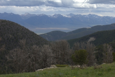 dead whitebark pine