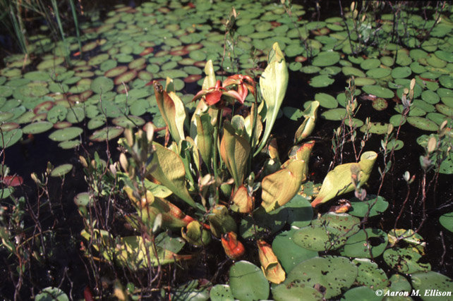 Sarracenia