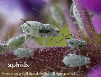 Termites on lupine