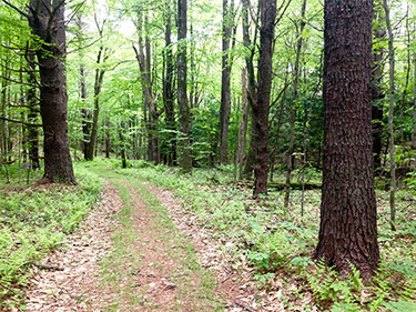 [Trails around Harvard Forest. Photo by Caitlin Keady]