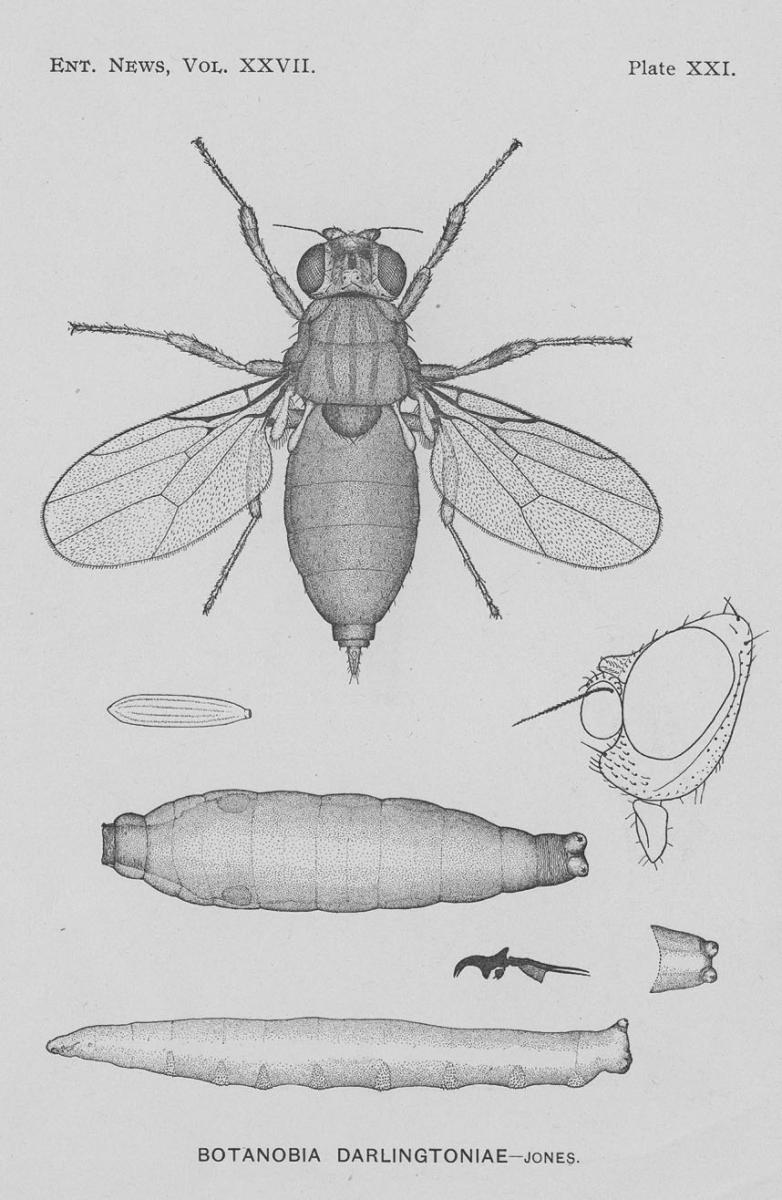 Botanobia darlintoniae