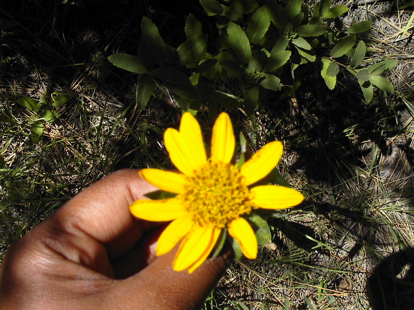 Butterfly Valley Flower