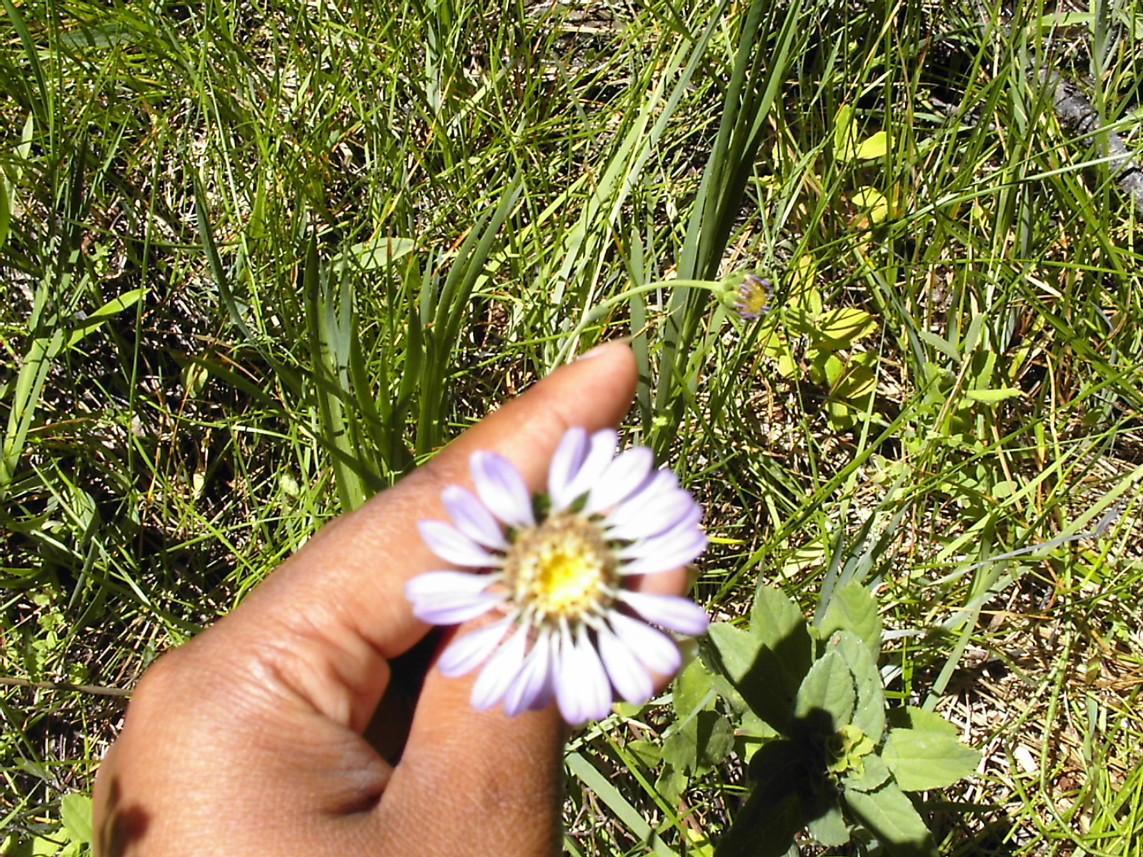 [Rare Asteraceae]