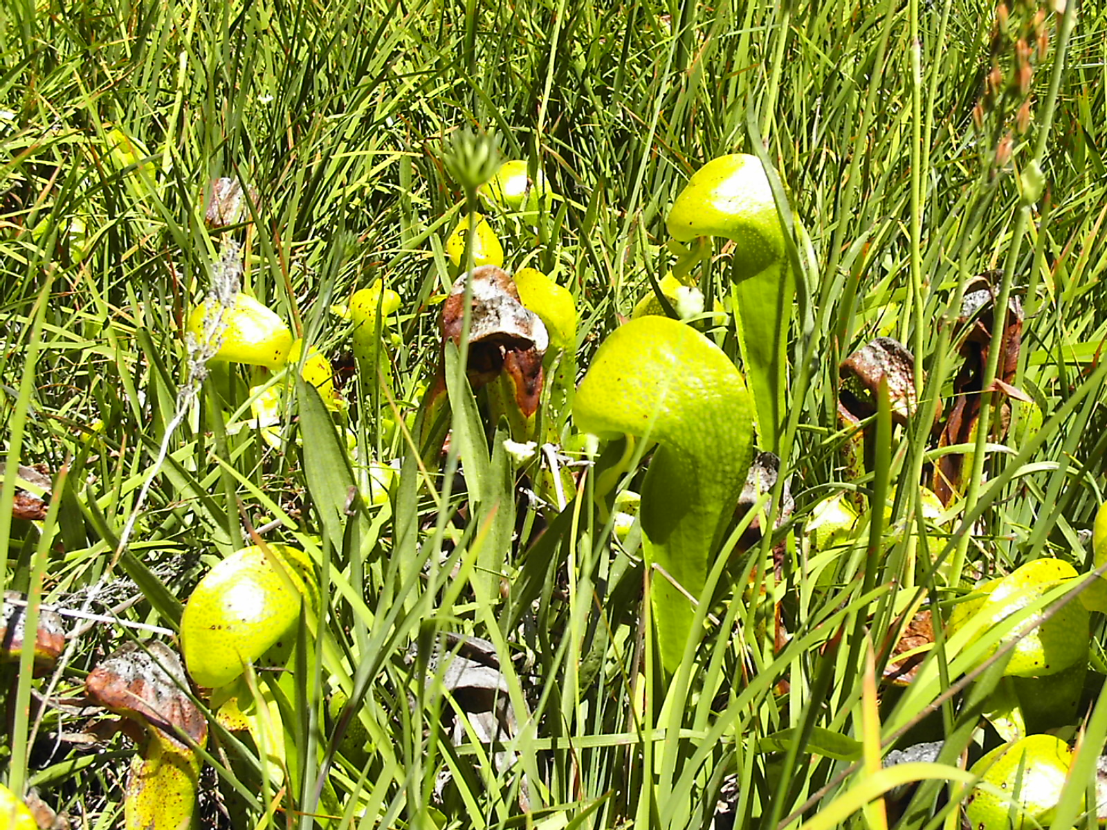 [Darlingtonia closeup]