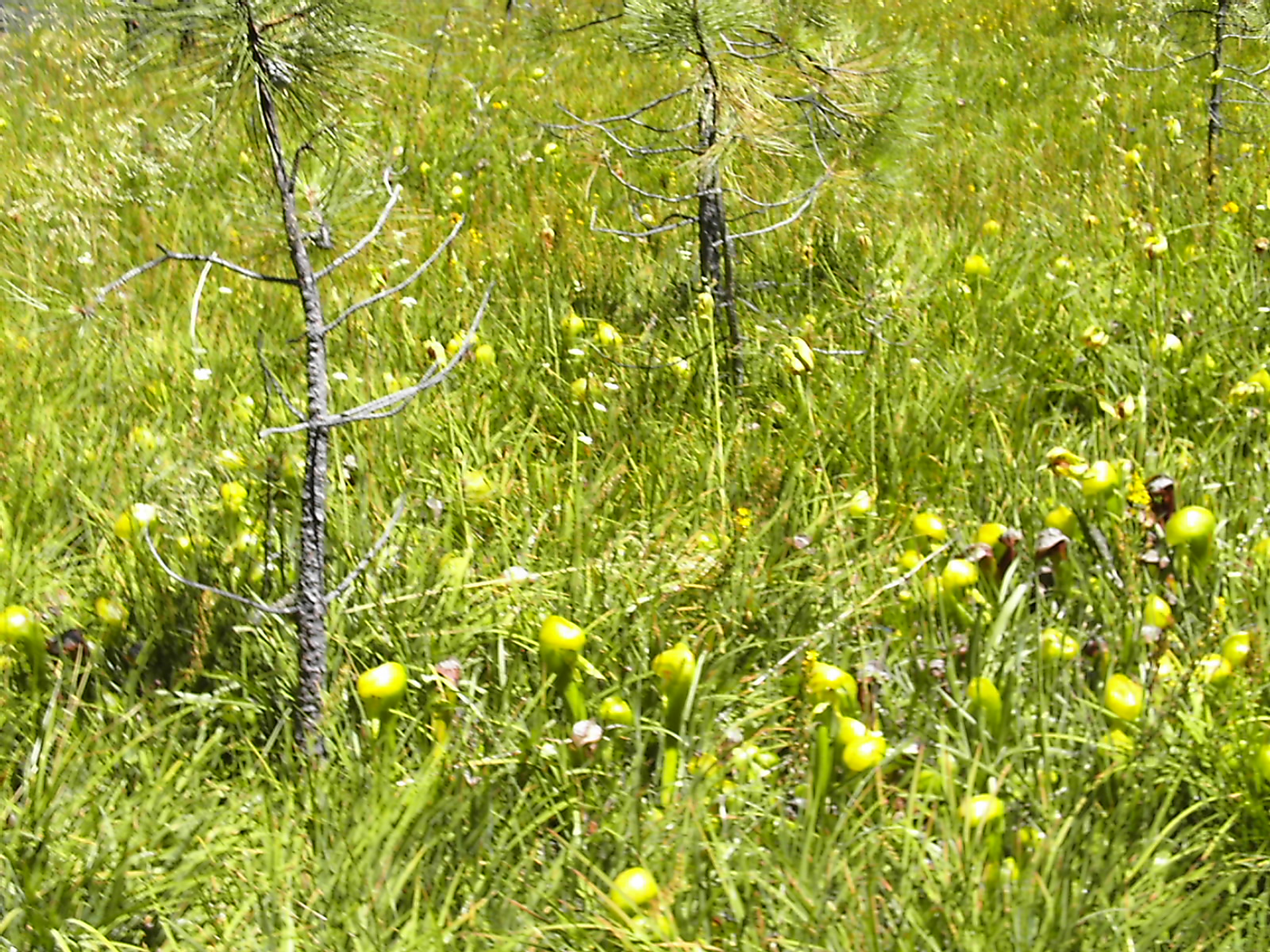 More Darlingtonia